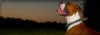 eveningdog